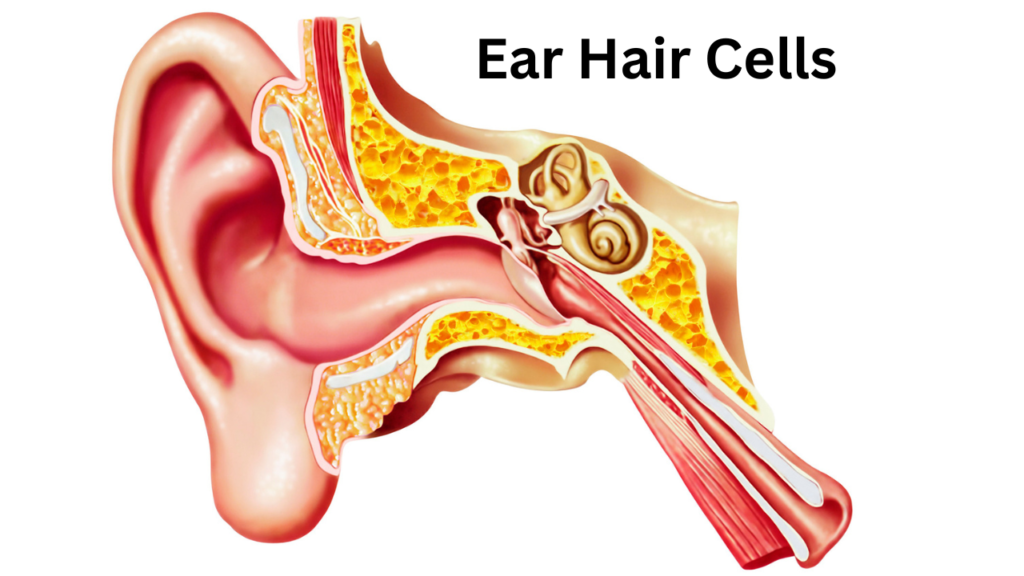 Nourish Ear Hair Cells