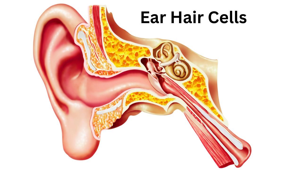 You are currently viewing How to Nourish Ear Hair Cells to Improve Your Hearing